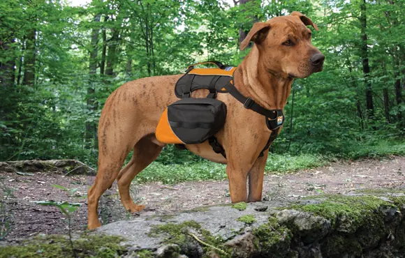 Top Trail Running Gear for Dogs | ACTIVE