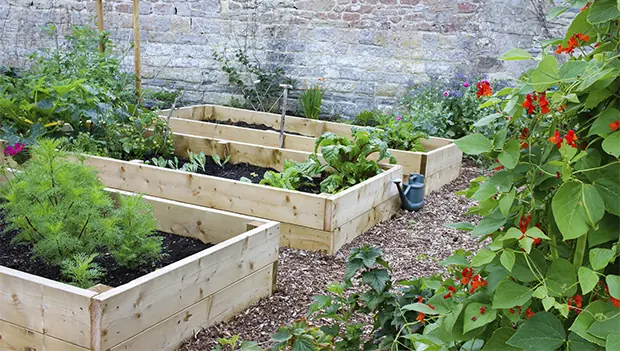 How to Start a Sustainable Home Garden | ACTIVE