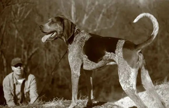 Best Hunting Dog Breeds to Have by Your Side | ACTIVE