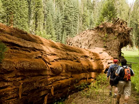 Cottonwood Campground