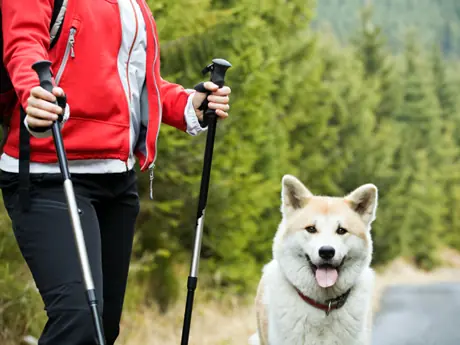 4 Tips for Hiking With Your Dog