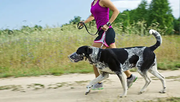 Running Training Plan for Your Dog