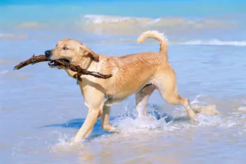 15 Dog-Friendly Beaches and Parks