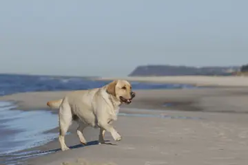 How Much Water Does a Dog Need While Running