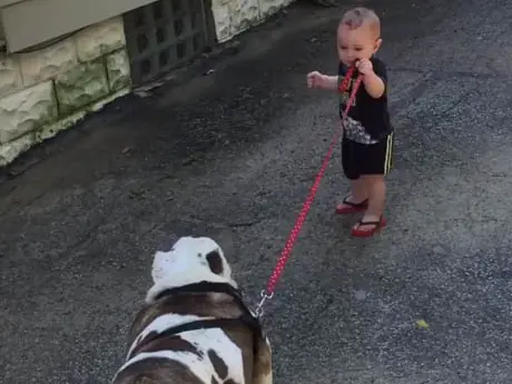 11-Month-Old Tries, Fails to Take Immovable Bulldog on Walk