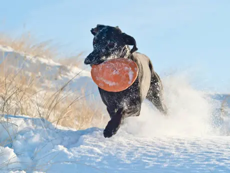 How To Play With Your Dogs In The Snow Activekids